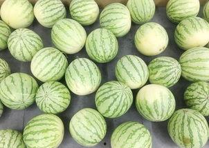 战瓜怎么吃,解锁夏日清凉美味新体验